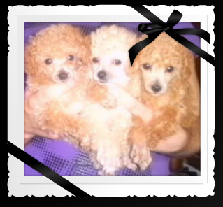 Lujans Poodles Poodle Puppies For